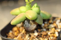[876] チレコドン　レティキュラータス　万物想　/ Tylecodon reticulatus　信州実生のサムネイル