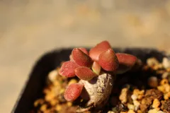 [Y22] チレコドン　レティキュラータス　万物想　/ Tylecodon reticulatus　信州実生のサムネイル