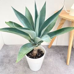 フィロデンドロン ジャイアントザナドゥ 幹上がり 17【現品】観葉植物