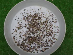 ナッシー様専用　雪割草種子　850粒以上　＃山野草、＃ウチョウラン