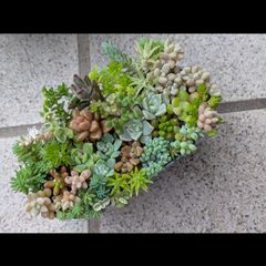 ミニチュアベンチのチマチマ寄せ*そのまま飾れる多肉植物の寄せ植え