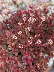 ムタ様専用　速達　多肉植物　紅稚児　5本　6cm　カット苗