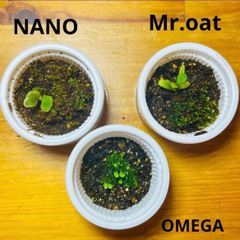 希少3種セット】ビカクシダ 胞子培養株（NANO / Mr.oat / OMEGA