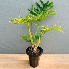 現品 フィロデンドロン セローム ホープ 36番 幹上がり 観葉植物