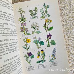 WILD FLOWERS 植物図鑑 ボタニカルアート 洋書 古書 サワビー - メルカリ