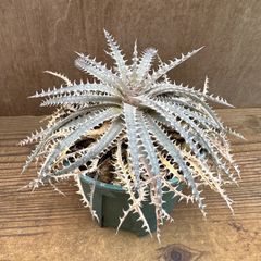 Dyckia Trilobite×BS Amazonico hyb - メルカリ