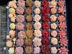 2026年最新】多肉植物エケベリア寄せ植えセットの人気アイテム - メルカリ