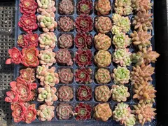 セール中　鮮やかな49苗セット　土と根付き　多肉植物　エケベリア　セダム　韓国苗　詰め合わせ　寄せ植え　YL11