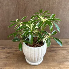 シェフレラ ムーンドロップ 陶器鉢 現品 Schefflera arboricola 'Moondrop' ウコギ科 シェフレラ属 観葉植物 観葉 植物 インテリア プレゼント おしゃれ かわいい 斑入り おうち時間 グリーン 父の日 母の日 プレゼント