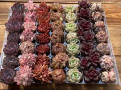 セール中　鮮やかな49苗セット　土と根付き　多肉植物　エケベリア　セダム　韓国苗　詰め合わせ　寄せ植え　YL8