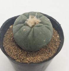 実生＊大型多毛翠冠玉・抜き苗発送 大型多毛翠冠玉 カキ仔 - メルカリ