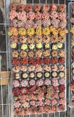 【15種類の土と根付き105苗セット】多肉植物の大満足パック！佐川急便で発送　エケベリア　韓国苗 　H0002のサムネイル