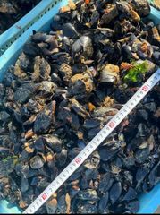 ☆希少☆ 活き石鯛餌 瀬戸貝 かぶせ釣り カラス貝 セトガイ 30個送料