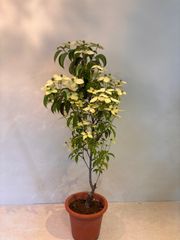 常緑ヤマボウシ 十五夜 株立ち 常緑樹 大きな白い花 約70cm - メルカリ