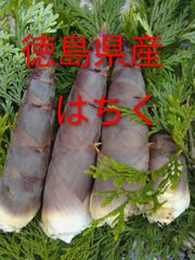 和歌山県産 たけのこ hiro53 和歌山県産 たけのこ hiro53様専用 - メルカリ