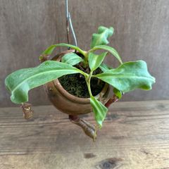 人気品種】食虫植物 ネペンテス・トランカータ×エドワードシアナ