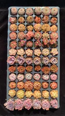 SALE 新入荷 12種類セット F0001×72苗 土付き 詰め合わせ 多肉植物 エケベリア 韓国苗 新入荷