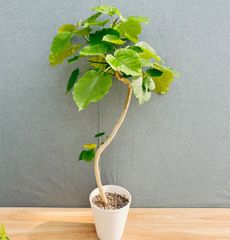 現品］31番 カシワバゴムノキ フィカス リラータ 8号 観葉植物 室内