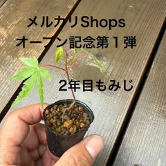 2026年最新】イロハモミジ 種の人気アイテム - メルカリ