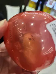 筋肉ハムスター ムキムキ ハムちゃん ガチャのサムネイル