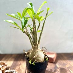ミルメコディア アラータ myrmecodia alata 実生③ - メルカリ