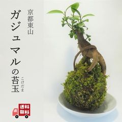 2点セット】神秘的なガジュマルの木☆多幸、健康を招く オシャレな