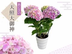 ニッシー様専用 紫陽花 アジサイ 新品種 スズキ農園 マーメイドドレス