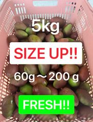 摘果マンゴー 6kg 20〜250g - メルカリ