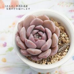 センペルビウム アラクノイデウム 錦 斑入り 超レア - メルカリ