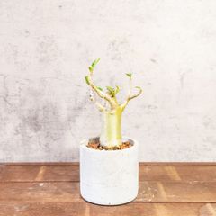 アデニウム オベスム 塊根植物 コーデックス 観葉植物 - メルカリ