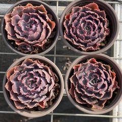 新入荷 10株の抜き苗セット メヒナニシキ 多肉植物 佐川急便発送