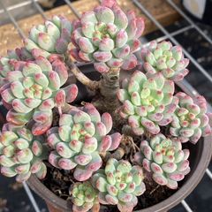 新入荷 10株の抜き苗セット メヒナニシキ 多肉植物 佐川急便発送
