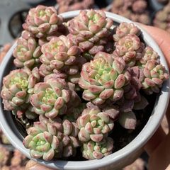 花*結様 BS1309 ストロベリームース×32株 抜き苗 多肉植物 エケベリア