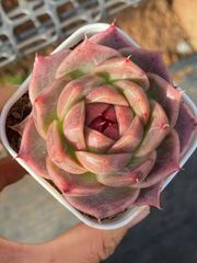 多肉植物 韓国苗 MS苗 新品種 Pixie pink ‼️現品 - メルカリ