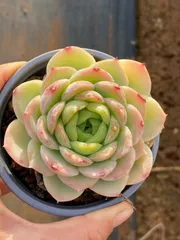 多肉植物　CY0429　チビミドリ　10株　抜き苗　エケベリア　セダム　アエオニウム　韓国苗　寄せ植え　詰め合わせ