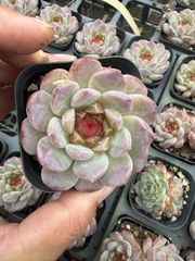 多肉植物 錦 ピンクブロリー錦 カット苗 - メルカリ