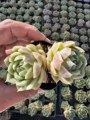 多肉植物　CY0225　ファントム　10株　抜き苗　エケベリア　セダム　アエオニウム　韓国苗　寄せ植え　詰め合わせのサムネイル