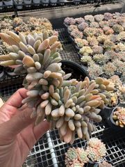 Jubaea chilensis チリサケヤシ　耐寒ヤシ　超希少 チリサケヤシ 苗x1[耐寒性ヤシ]Jubaea chilensis - メルカリ