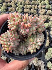 Top【選抜株】多肉植物 362427エボニー 40個 鉢無し/脱土 - メルカリ