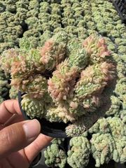 山野草 妖精の舞 シラネアオイ 15E - メルカリ