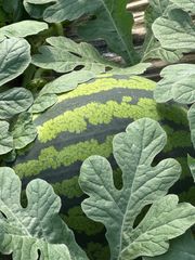 産地直送熊本植木町スイカ【1玉入り】8kg - メルカリ
