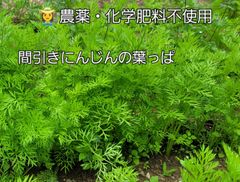 京都府産 乾燥にんじん葉 300g 栽培期間中農薬 化学肥料不使用 人参葉