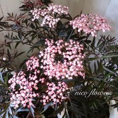 希少♡斑入り♡エバーフレッシュ♡ネムの木♡観葉植物♡インテリア