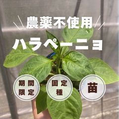 キャロライナリーパー ポット苗 3本栽培期間中農薬不使用 - メルカリ