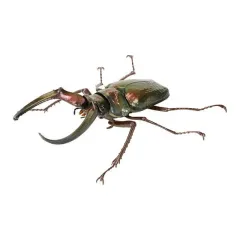 いきもの大図鑑 カブトムシ 10 탄 フェスタメリネノコギリクワガタ グリーン 開封品 出品のサムネイル