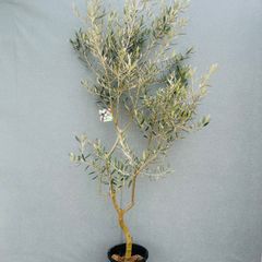 在庫］キンコウボク 7号 観葉植物 屋外 珍しい 金厚朴 香水 花