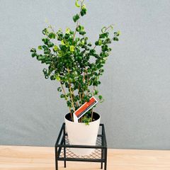 在庫］キンコウボク 7号 観葉植物 屋外 珍しい 金厚朴 香水 花