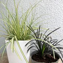 ブラヘアsp.スーパーシルバー 2苗セット - メルカリ