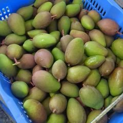 沖縄県産 青マンゴー 5kg 摘果・グリーンマンゴー クール便 - メルカリ