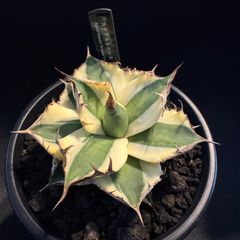 アガベ 鉢植発送 スナグルトゥース 暴牙 極上血統 特選株 - メルカリ